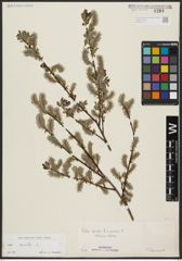 Foto von Salix aurita L.